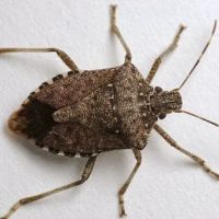 Bowco Laboratories Inc. ico