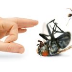 Bronx Exterminator At Last Pest Control