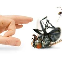 Bronx Exterminator At Last Pest Control ico