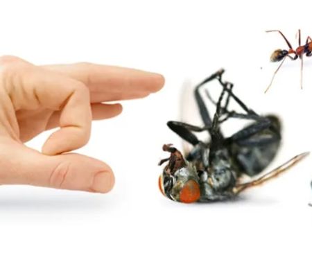 Bronx Exterminator At Last Pest Control