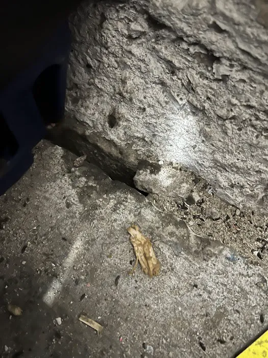 Bronx Exterminator At Last Pest Control Picture 7