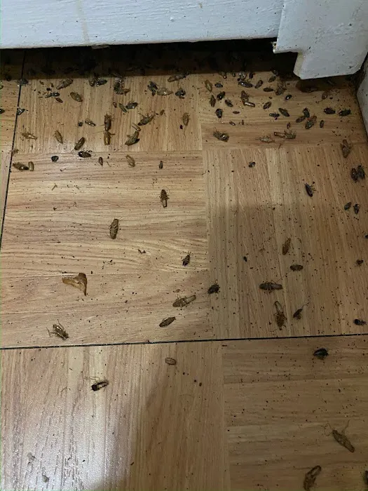 Bronx Exterminator At Last Pest Control Picture 3