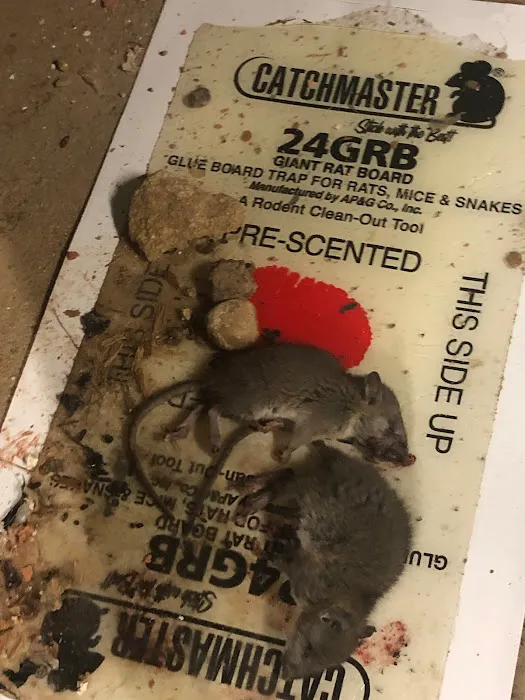 Superb Pest Control Picture 8