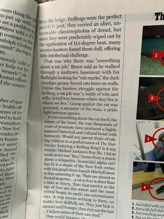 Superb Pest Control Picture 7