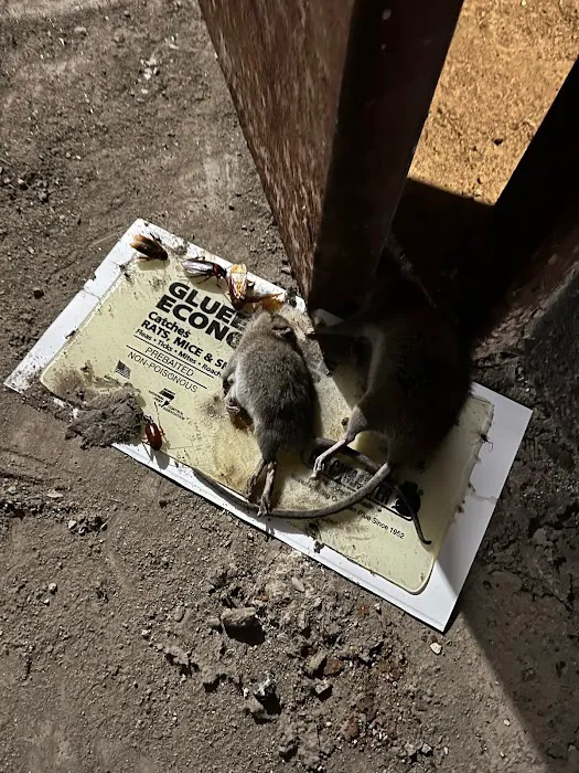 Superb Pest Control Picture 2