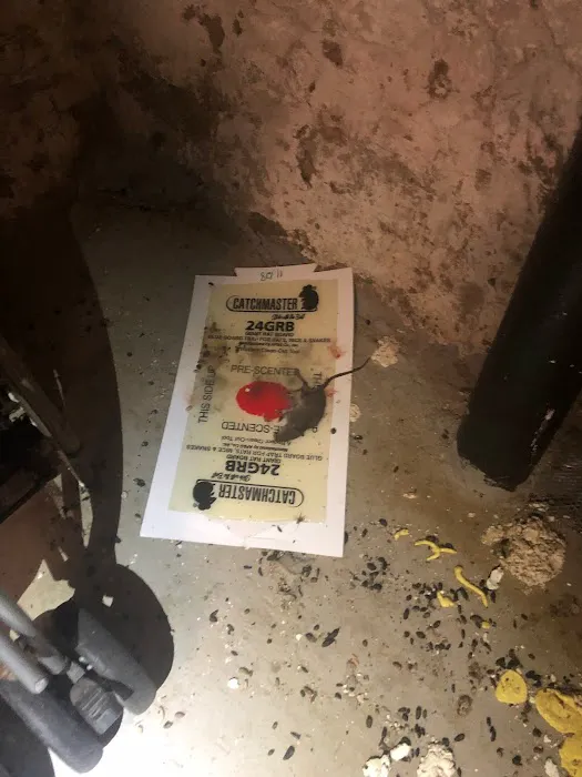 Superb Pest Control Picture 4