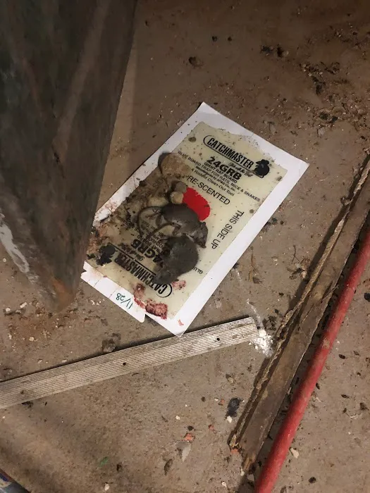 Superb Pest Control Picture 6