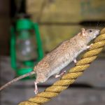 Total Defense Pest Control