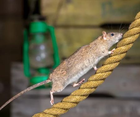 Total Defense Pest Control