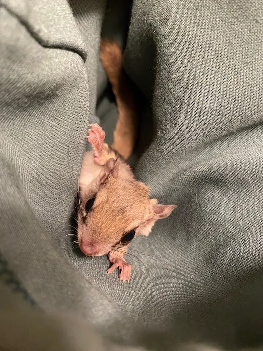 Kritter Catchers NJ Picture 9