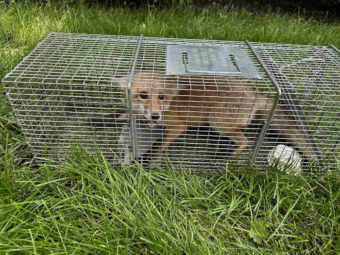 Kritter Catchers NJ Picture 2