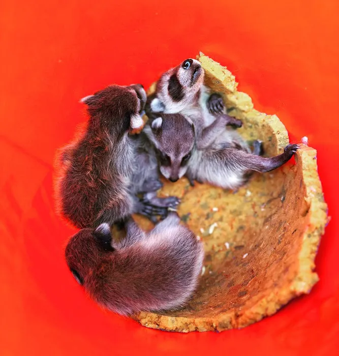 Kritter Catchers NJ Picture 1