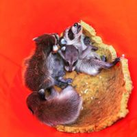 Kritter Catchers NJ ico