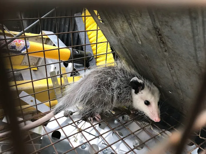 Kritter Catchers NJ Picture 7