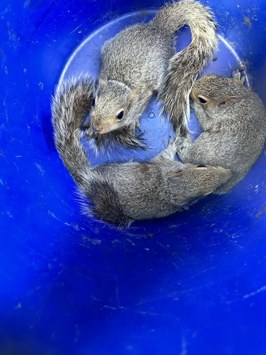 Kritter Catchers NJ Picture 6