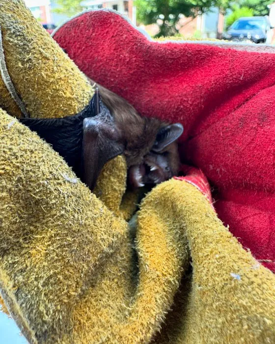 Kritter Catchers NJ Picture 4