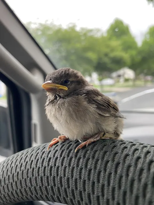 Kritter Catchers NJ Picture 5