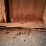 EcoFusion Pest Control