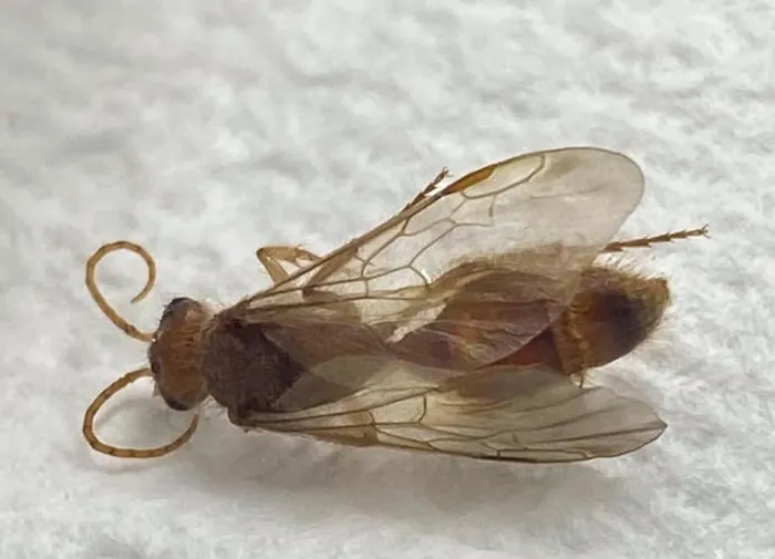 EcoFusion Pest Control Picture 6