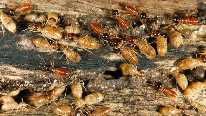 Top Hat Exterminating Corp Picture 1