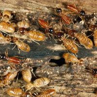 Top Hat Exterminating Corp ico