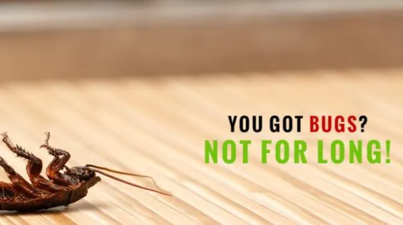 Annihilator Extermination | Best Emergency Exterminator Staten Island | Pest Control Picture 9