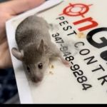 OnGuard Pest Control