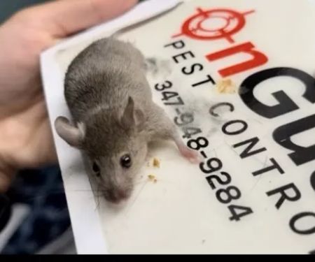 OnGuard Pest Control