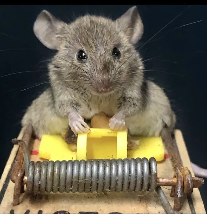 OnGuard Pest Control Picture 2