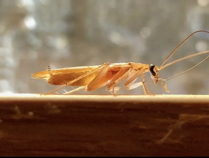 OnGuard Pest Control Picture 8