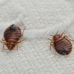 Fillmore Termite Pest Control Inc.