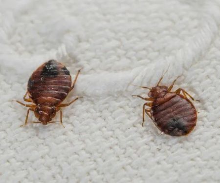 Fillmore Termite Pest Control Inc.