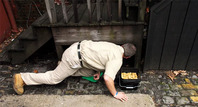 Superior Pest Elimination Picture 8