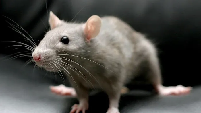 Superior Pest Elimination Picture 5