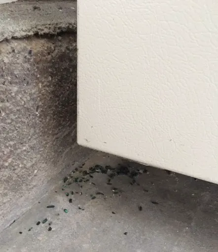 Cooper Pest Solutions Picture 7