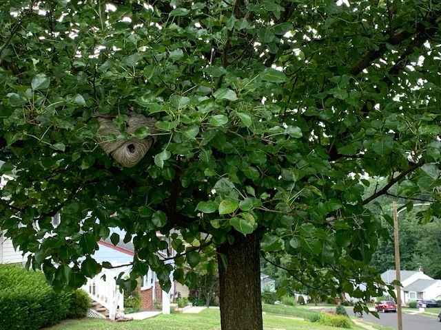 Cooper Pest Solutions Picture 3