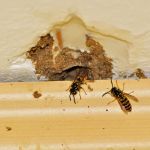 Cooper Pest Solutions