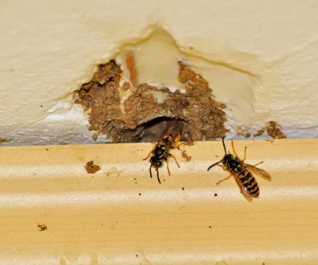 Cooper Pest Solutions