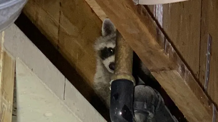 Reliable Pest and animal llc Picture 7