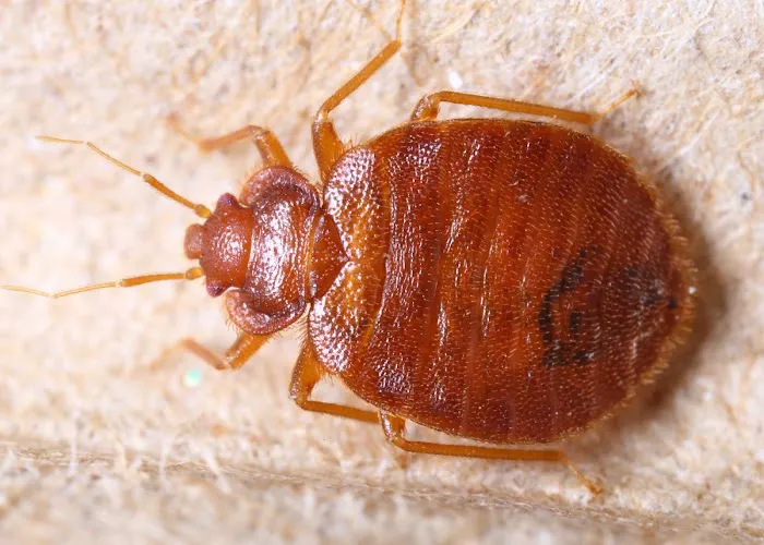 Silver Bullet Pest Control Services Picture 3