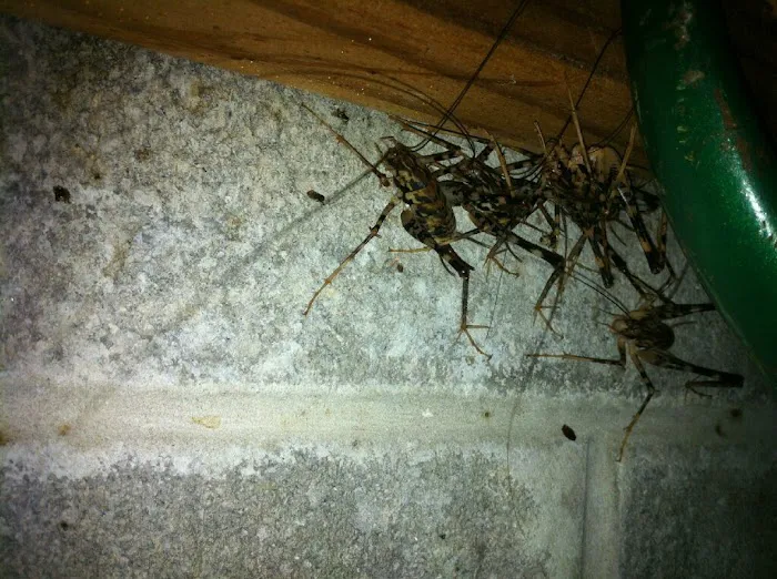 Silver Bullet Pest Control Services Picture 2