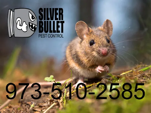 Silver Bullet Pest Control Services Picture 5