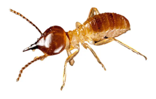 MiteBuster BedBug & Pest Control Picture 9