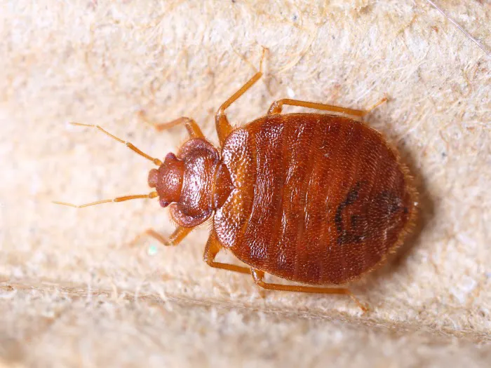 MiteBuster BedBug & Pest Control Picture 10
