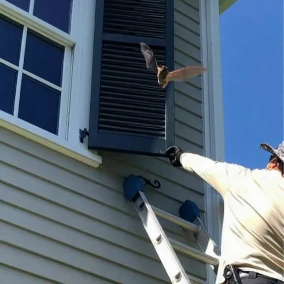 AMA Pest and Wildlife Control Picture 1