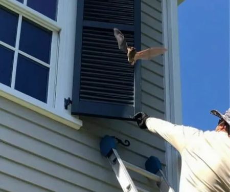 AMA Pest and Wildlife Control