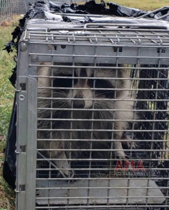AMA Pest and Wildlife Control Picture 6