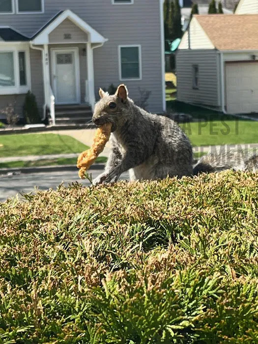 AMA Pest and Wildlife Control Picture 10