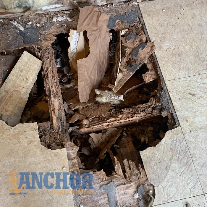 Anchor Pest Control Picture 2