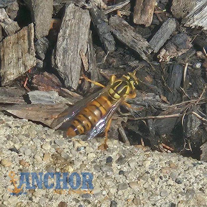 Anchor Pest Control Picture 3